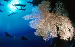 Layang Layang, Borneo Dive Holiday, Malaysia.